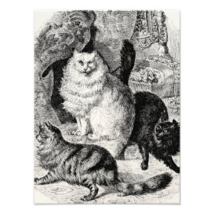 Foto Ilustracion de gatos persas de Angora de los años 