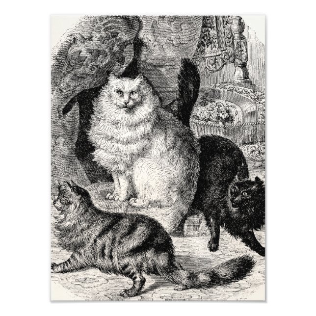 Foto Ilustracion de gatos persas de Angora de los años  (Frente)