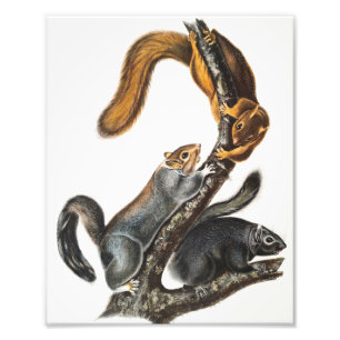 Foto Ilustracion de la ardilla del gato (Sciurus cinere