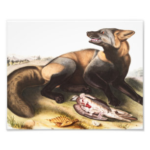 Foto Ilustracion de la Cruz Fox de Estados Unidos (Cani