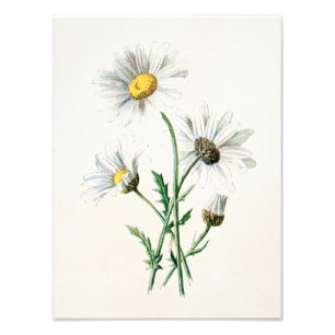 Foto Ilustracion de la flor salvaje de las margaritas