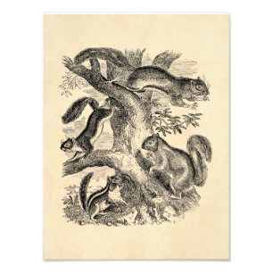 Foto Ilustracion de las ardillas de los 1800s del