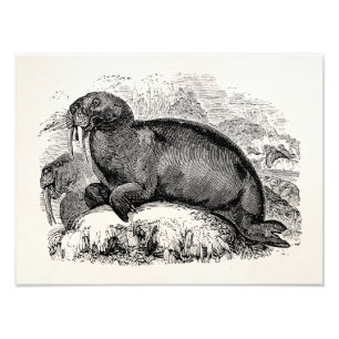Foto Ilustracion de las morsas de los 1800s de la morsa