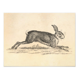 Foto Ilustracion de los 1800s del conejo de conejito de