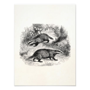 Foto Ilustracion de los tejones de los 1800s del tejón