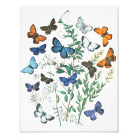 Ilustración de mariposas vintage