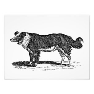Foto Ilustracion de Perro Collie Fronterizo de los años