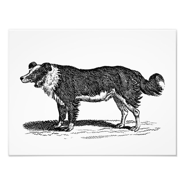 Foto Ilustracion de Perro Collie Fronterizo de los años (Frente)
