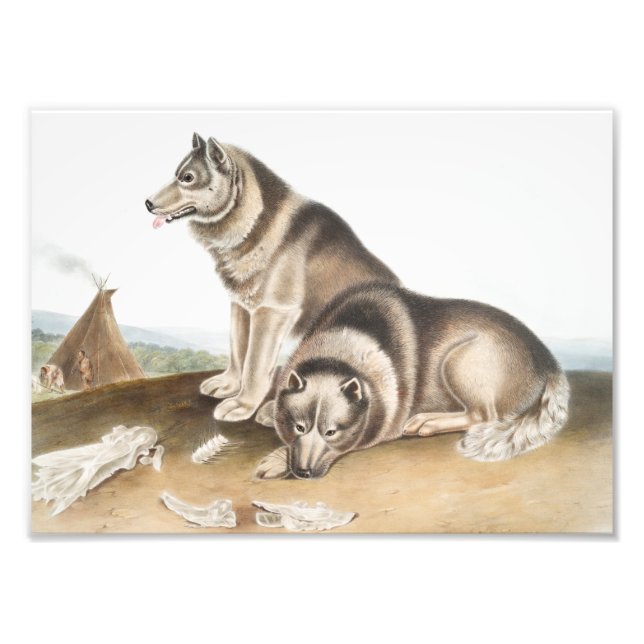 Foto Ilustracion de Perro Esquimaux (Canis familiaris) (Frente)