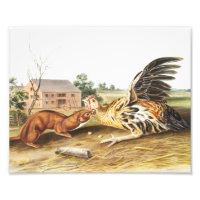 Ilustracion de Tawny Weasel (Putorius fuscus)