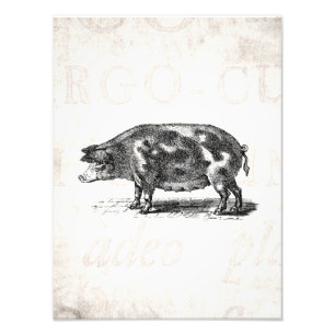 Foto Ilustracion del cerdo del vintage en cerdo de