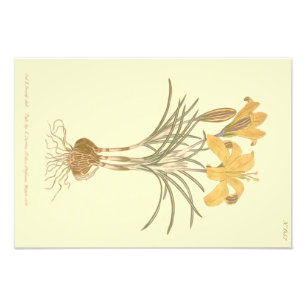 Foto Ilustración del Crocus de Tela de Oro
