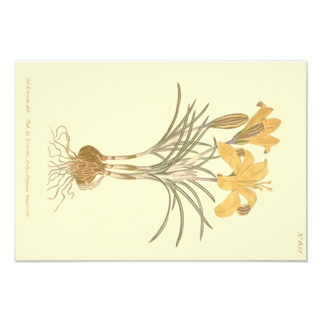 Foto Ilustración del Crocus de Tela de Oro (Frente)
