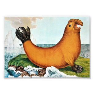 Foto Ilustracion del elefante de mar (Zotl)