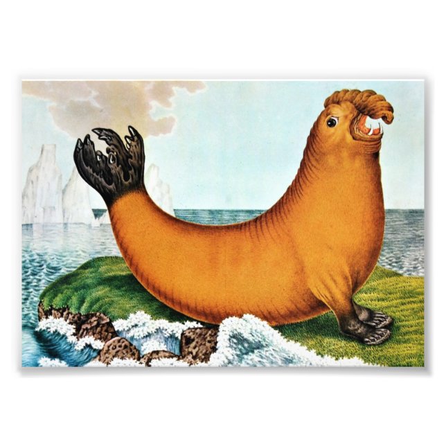 Foto Ilustracion del elefante marino (Zotl) (Frente)