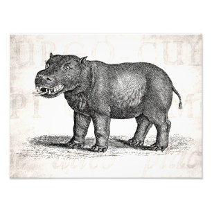 Foto Ilustracion del Hippopotamus de los 1800s del
