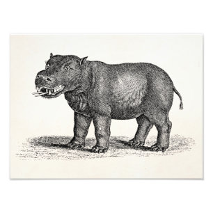 Foto Ilustracion del Hippopotamus de los 1800s del