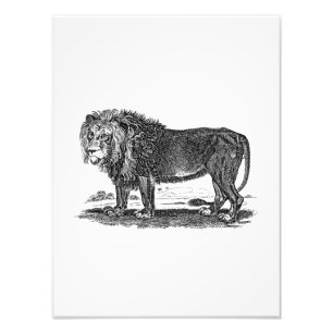 Foto Ilustracion del león del vintage - animal del