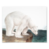 Ilustracion del oso polar (Ursus maritimus)