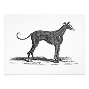 Foto Ilustracion del perro del galgo de los 1800s del
