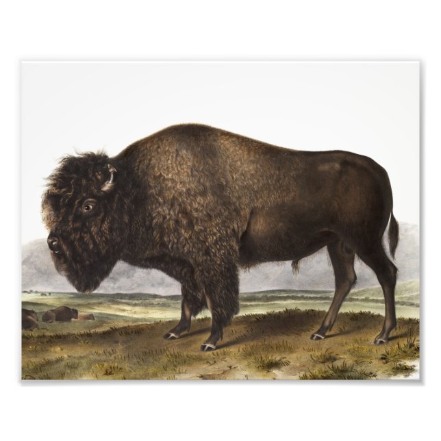 Foto Ilustracion estadounidense Bison (Bos Americanus) (Frente)