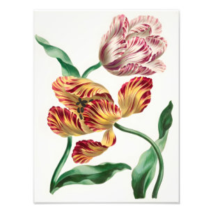 Foto Ilustración floral de tulipán elegante