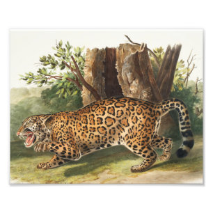 Foto Ilustracion Jaguar (Felis onca)