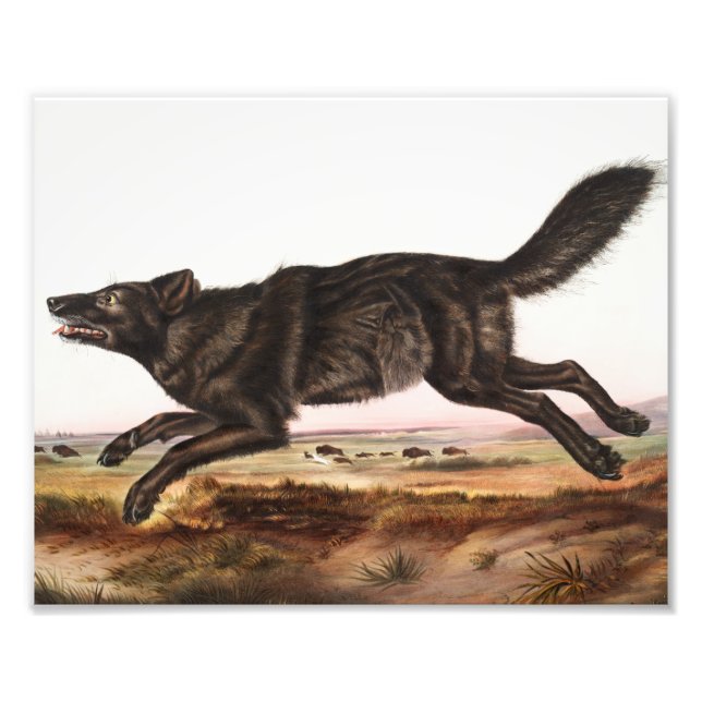 Foto Ilustracion Lobo Norteamericano Negro (Canis lupus (Frente)