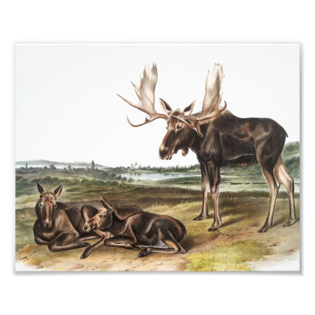 Foto Ilustracion Moose Deer (Servus alces) (Frente)