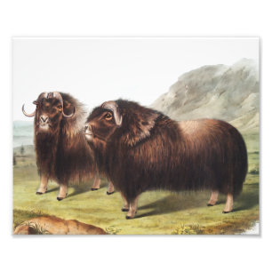 Foto Ilustracion Musk Ox (Ovibos moschatus)
