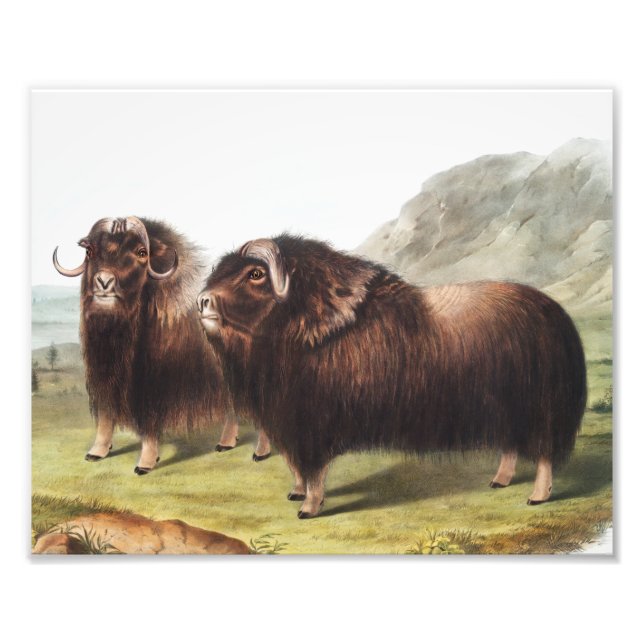 Foto Ilustracion Musk Ox (Ovibos moschatus) (Frente)