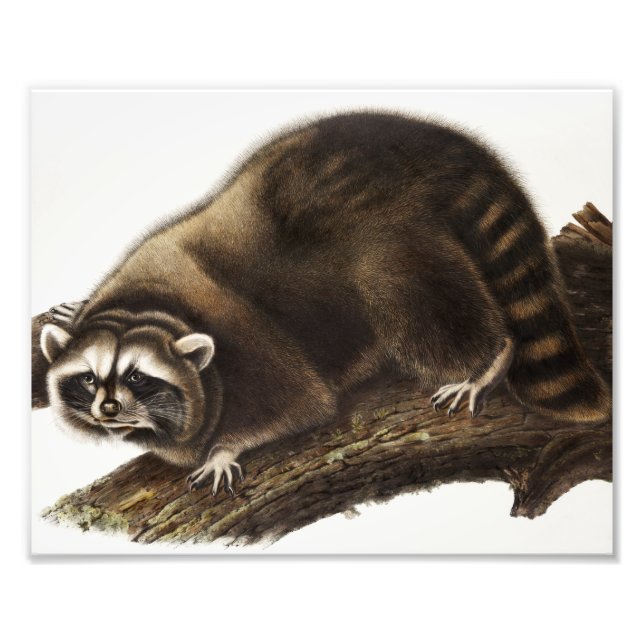 Foto Ilustracion Raccoon (Procyon lotor) (Frente)