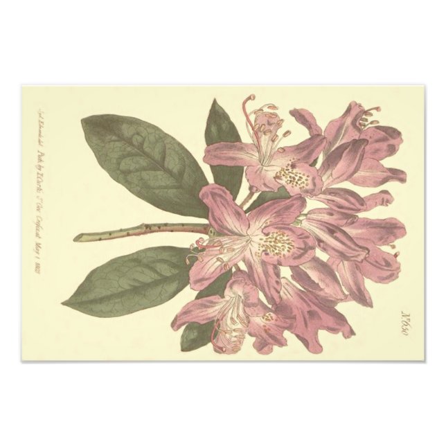 Foto Ilustracion Rhododendron púrpura (Frente)