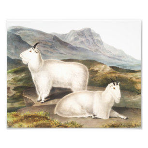 Foto Ilustracion Rocky Mountain Goat (Capra Americana)