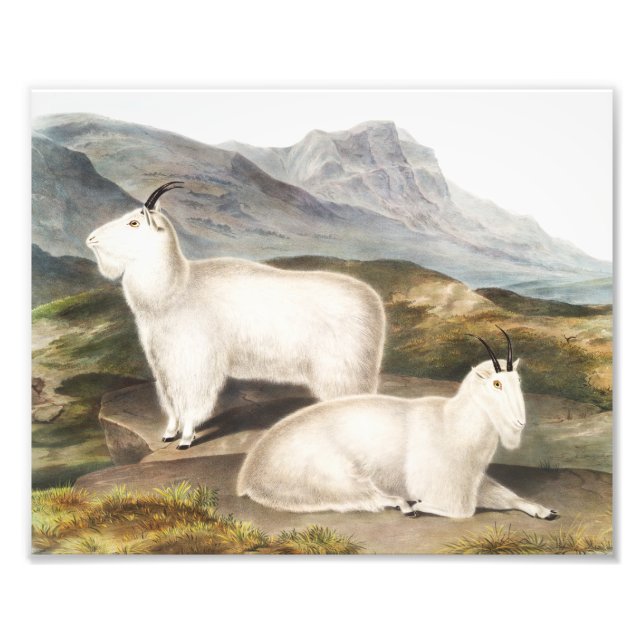 Foto Ilustracion Rocky Mountain Goat (Capra Americana) (Frente)