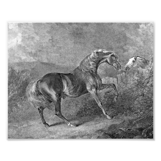 Foto Ilustracion Stallion Horse Vintage (Frente)