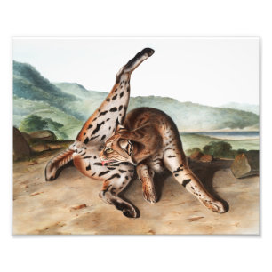 Foto Ilustracion Texan Lynx (Lynx rufus var maculatus)