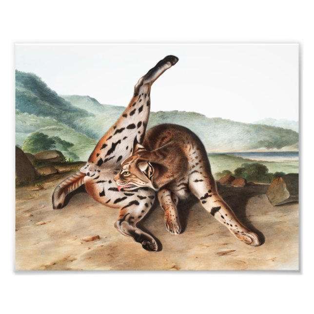 Foto Ilustracion Texan Lynx (Lynx rufus var maculatus) (Frente)