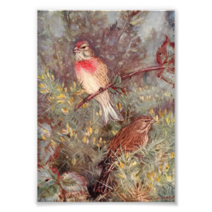 Foto Ilustracion Vintage de Linnent Birds