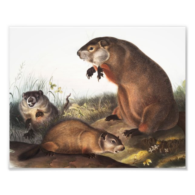 Foto Ilustracion Woodchuck (Arctomys monax) (Frente)