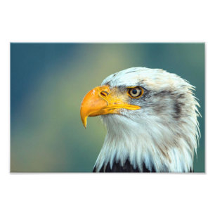 Foto Imagen de águila