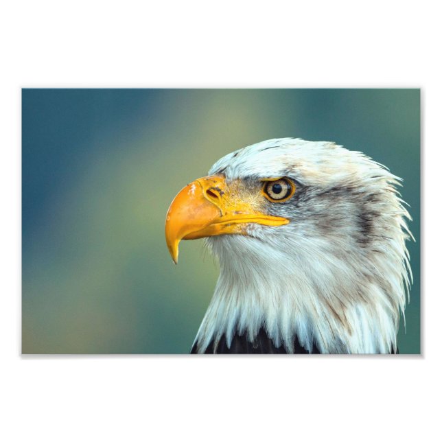 Foto Imagen de águila (Frente)