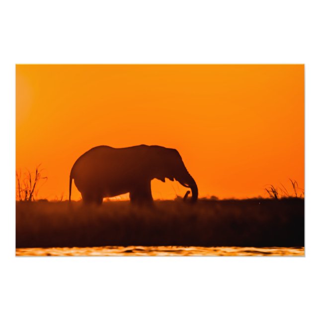 Foto Imagen de alta calidad de elefante al atardecer (Frente)