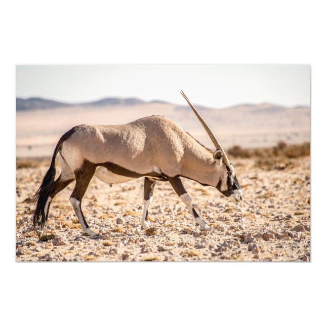 Foto Imagen de alta calidad de Oryx en el desierto (Frente)