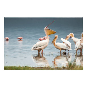 Foto Imagen de alta calidad de Pelicans, Lake Nakuru
