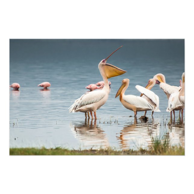 Foto Imagen de alta calidad de Pelicans, Lake Nakuru (Frente)