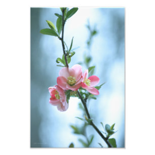 Foto Imagen de Apple Blossom #P0365