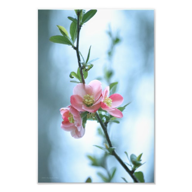 Foto Imagen de Apple Blossom #P0365 (Frente)