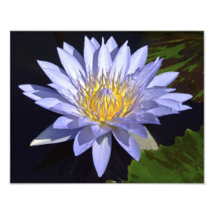 Foto Imagen de Blue Water Lily de 14" x 11"
