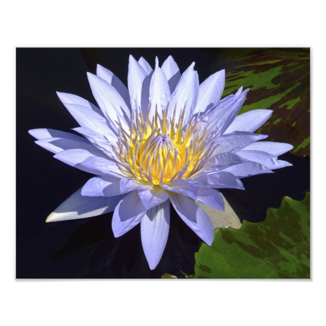 Foto Imagen de Blue Water Lily de 14" x 11" (Frente)